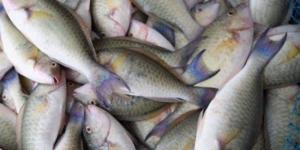 "البيئة" تحظر صيد أسماك الناجل والطرادي على البحر الأحمر